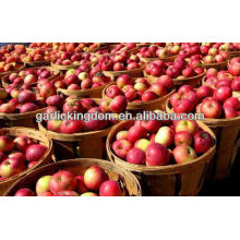 Exportación de manzanas frescas de Gala de China